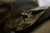 Harkila Pro Hunter GTX Legacy Jacket - Willow Green
